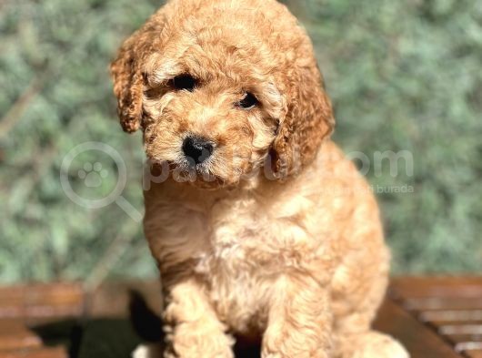 Efsane Guzellikte Poodle Bebeklerimiz görsel