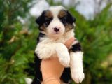Tricolor Border Collie Yavrularimiz