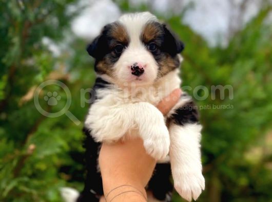 Tricolor Border Collie Yavrularimiz