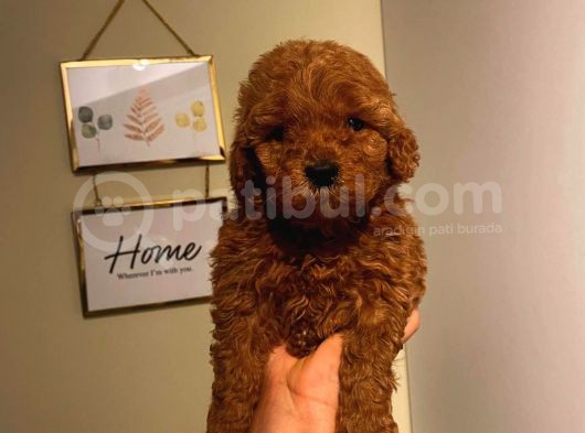 Pasaportlu Irk Ve Sağlik Garanti̇li̇ Toy Poodle Yavrumuz