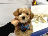 Muhtesem Guzellikte Maltipoo Bebeklerimiz