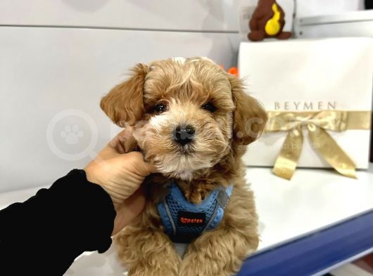 Muhtesem Guzellikte Maltipoo Bebeklerimiz