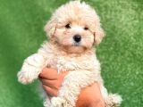 Mi̇ni̇ Boy Orji̇nal Malti̇poo Yavrulari