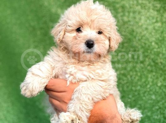 Mi̇ni̇ Boy Orji̇nal Malti̇poo Yavrulari görsel