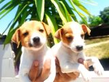 Muhteşem Güzellikte Jack Russel Yavrular