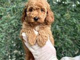 Efsane Guzellikte Poodle Bebeklerimiz