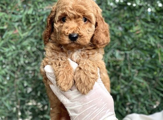 Efsane Guzellikte Poodle Bebeklerimiz görsel