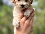 Sevi̇mli̇ Malti̇poo Bebekler