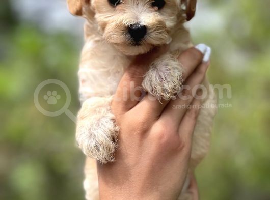 Sevi̇mli̇ Malti̇poo Bebekler görsel
