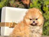 Safkan Teddy Bear Pomeranian Boo Yavrularımız