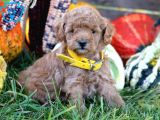 Sağlik Ve Irk Garanti̇li̇ Toy Poodle Yavrularim