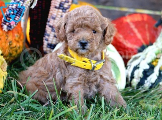 Sağlik Ve Irk Garanti̇li̇ Toy Poodle Yavrularim