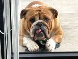 Egzotik İngiliz Bulldog Bebekler