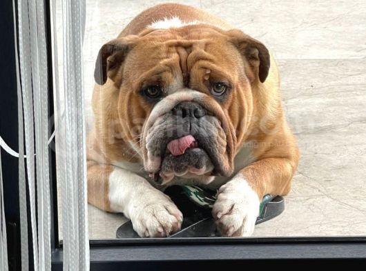 Egzotik İngiliz Bulldog Bebekler görsel