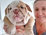 Egzotik İngiliz Bulldog Bebekler