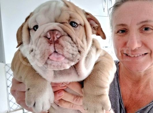 Egzotik İngiliz Bulldog Bebekler görsel