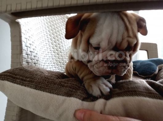 Egzotik İngiliz Bulldog Bebekler görsel