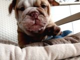 Egzotik İngiliz Bulldog Bebekler