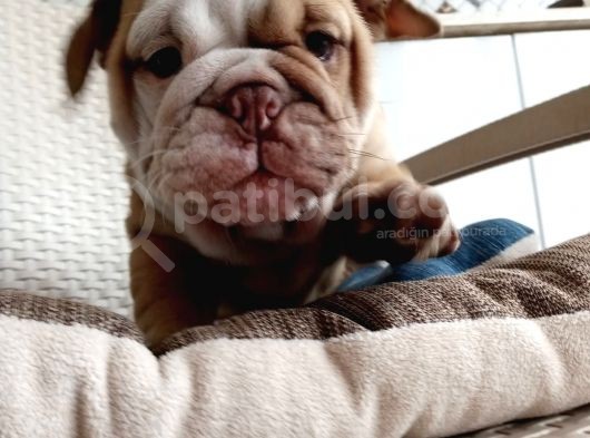 Egzotik İngiliz Bulldog Bebekler görsel