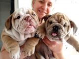Egzotik İngiliz Bulldog Bebekler