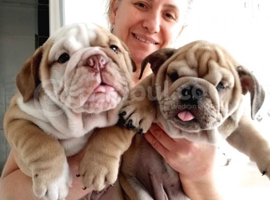Egzotik İngiliz Bulldog Bebekler