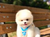 Yakişikli Prens Pomerani̇an Boo Teddy Bear