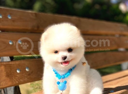 Yakişikli Prens Pomerani̇an Boo Teddy Bear