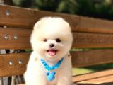Yakişikli Prens Pomerani̇an Boo Teddy Bear