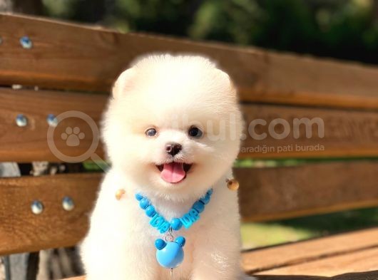 Yakişikli Prens Pomerani̇an Boo Teddy Bear görsel