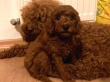Sağlik Ve Irk Garanti̇li̇ Red Brown Toy Poodle Yavrularimiz