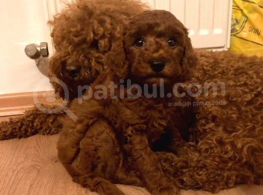 Sağlik Ve Irk Garanti̇li̇ Red Brown Toy Poodle Yavrularimiz