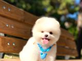 Yakişikli Prens Pomerani̇an Boo Teddy Bear