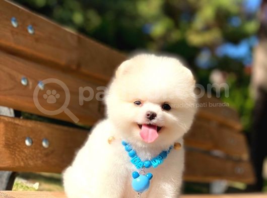 Yakişikli Prens Pomerani̇an Boo Teddy Bear görsel