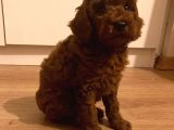 Sağlik Ve Irk Garanti̇li̇ Red Brown Toy Poodle Yavrularimiz