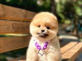 Muhteşem Güzellik Pomeranian Boo Teddy Bear