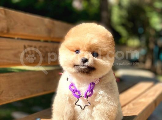 Muhteşem Güzellik Pomeranian Boo Teddy Bear görsel