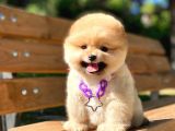 Muhteşem Güzellik Pomeranian Boo Teddy Bear