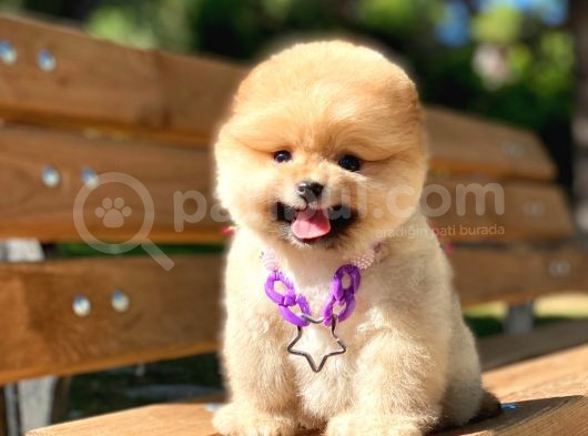 Muhteşem Güzellik Pomeranian Boo Teddy Bear
