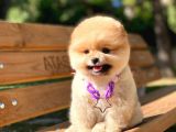 Muhteşem Güzellik Pomeranian Boo Teddy Bear