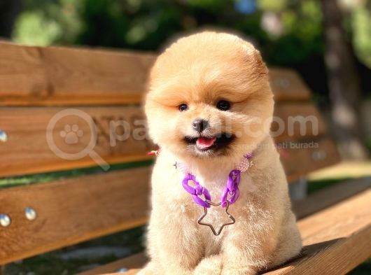 Muhteşem Güzellik Pomeranian Boo Teddy Bear görsel
