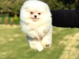 Pamuk Şekeri Pomeranian Boo