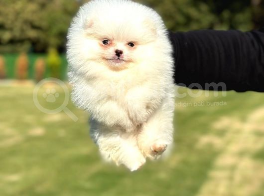 Pamuk Şekeri Pomeranian Boo
