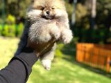 Pamuk Şekeri Pomeranian Boo