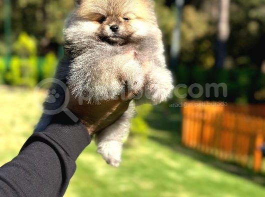 Pamuk Şekeri Pomeranian Boo görsel