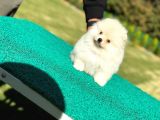 Pamuk Şekeri Pomeranian Boo