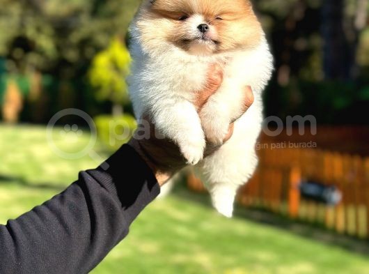 Pamuk Şekeri Pomeranian Boo görsel