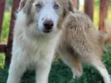 Renk Renk Border Collie Yavrular