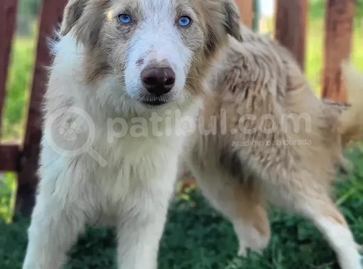 Renk Renk Border Collie Yavrular görsel