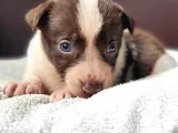 Renk Renk Border Collie Yavrular
