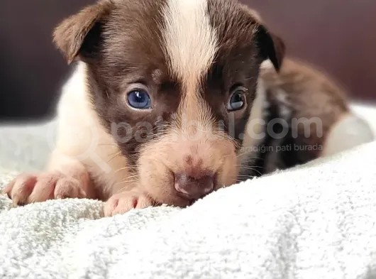 Renk Renk Border Collie Yavrular görsel